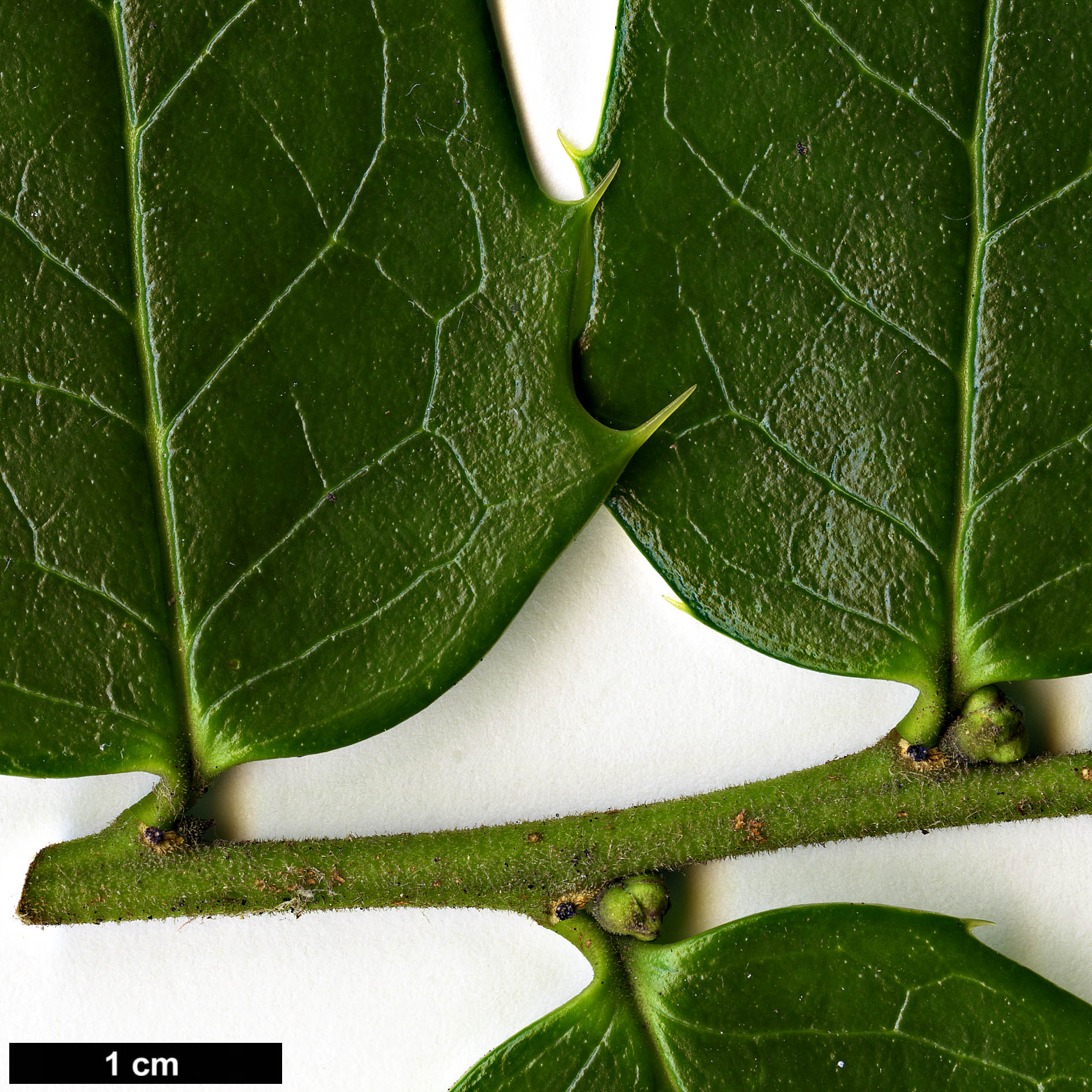 High resolution image: Family: Aquifoliaceae - Genus: Ilex - Taxon: bioritsensis